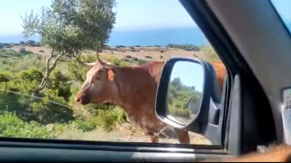 Viral: una vaca muy inteligente actúa como guía de tránsito