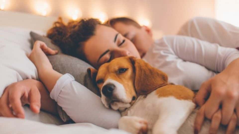 Compartir la cama con perros puede ser peligroso por una bacteria mortal