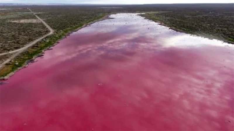Laguna se "tiñó" de rosa, denuncian contaminación y hay municipios enfrentados