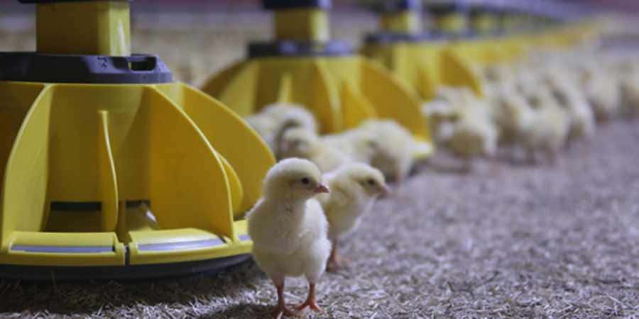 El productor integrado de pollos en una situación extrema y delicada