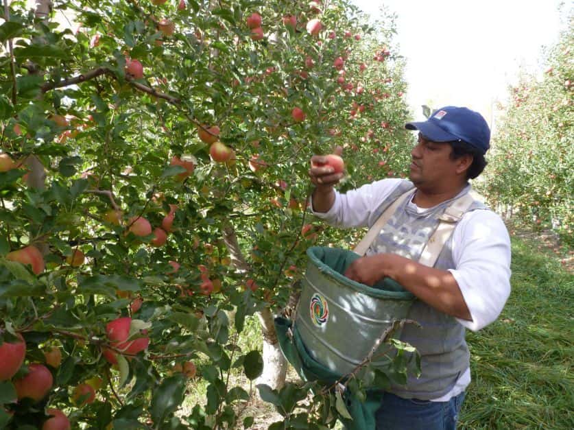 Frutas de Argentina liderará un grupo de trabajo internacional sobre sostenibilidad en la industria agrícola