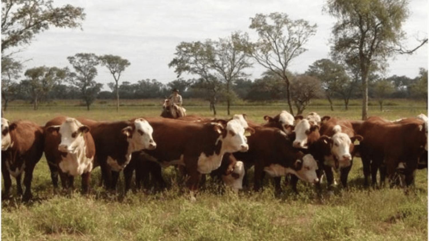 Cayó en casi un millón de cabezas el stock bovino en el 2020