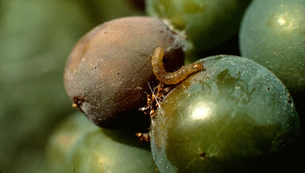 Controlan camiones y previenen de infección los frutos exportables de la Patagonia