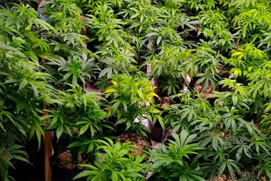 La cooperativa agrícola de cannabis medicinal del país es de Entre Ríos