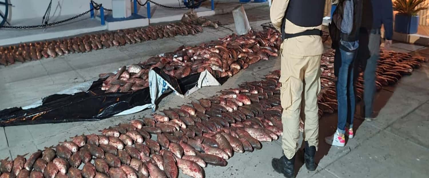 En lucha contra la depredación, inspectores entrerrianos decomisaron 3.500 kilos de pescado