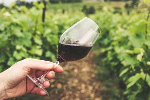 Investigan sobre las Levaduras autóctonas para vinos entrerrianos biodinámicos