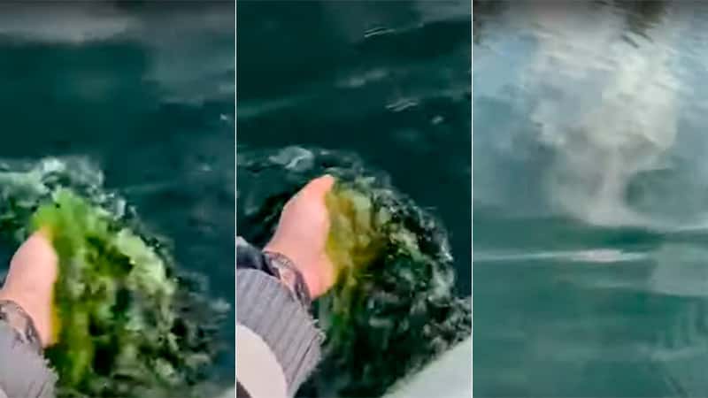 Difundieron imágenes de un arroyo entrerriano "teñido de verde": video