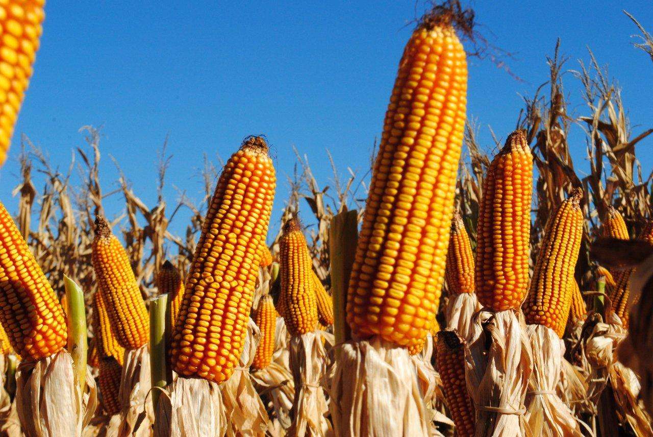 Se confirma el récord de exportaciones de maíz en la campaña 2020/21