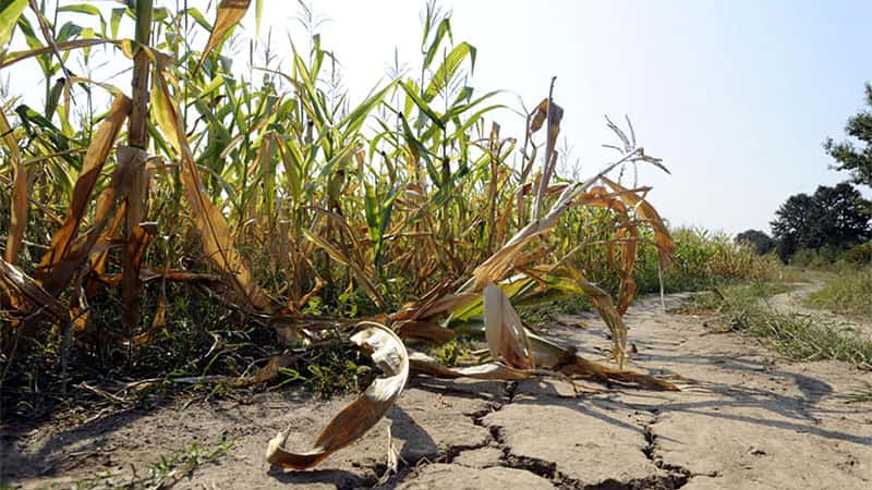 Alerta por La Niña: qué podría contrarrestar una intensificación de la sequía