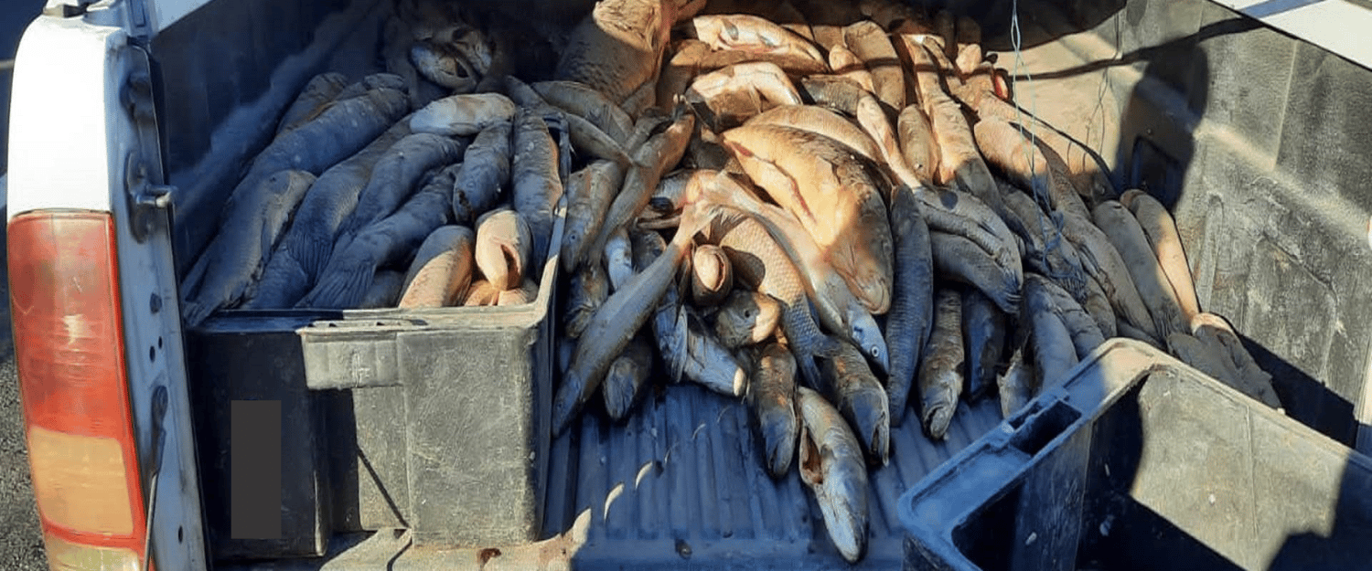 Se interceptó una camioneta que trasladaba 600 kilos de pescado de forma irregular
