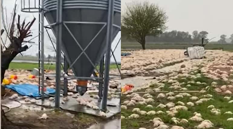Video: temporal destruyó galpones y mató miles de pollos en granja entrerriana