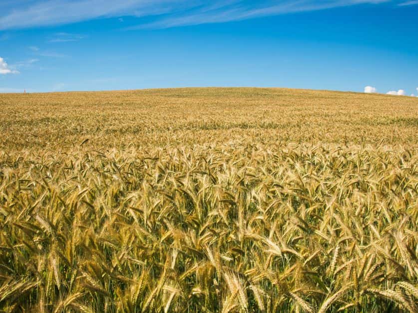 Las recientes lluvias suben la proyección de trigo a 20,5 Mt