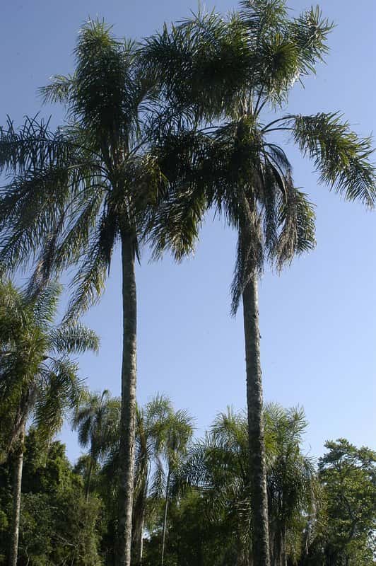 Flora autóctona: las palmeras nativas de Entre Ríos