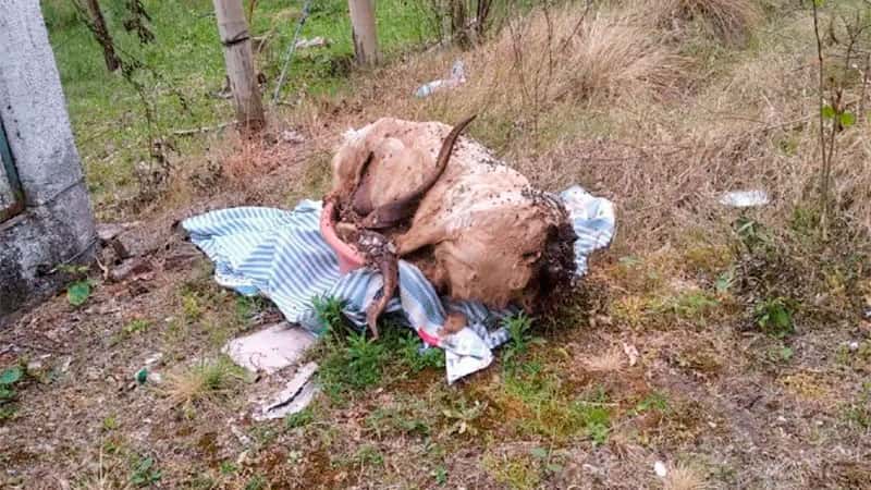 Ritual en cementerio entrerriano: "Había un carnero con guampas muy grandes"