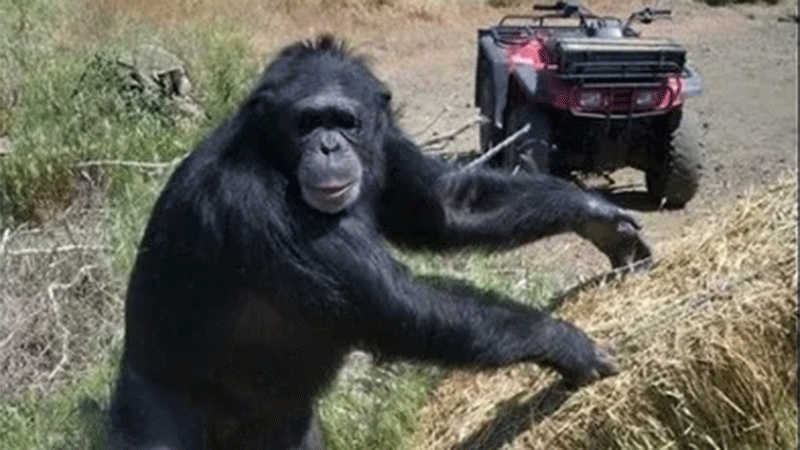 Mutiló a su dueña y lo ejecutaron de un tiro: el final del chimpancé Buck