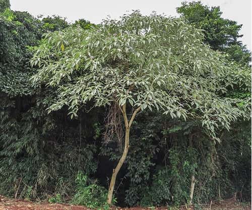 Flora autóctona, hoy: Solanum granuloso-leprosum, Fumobravo