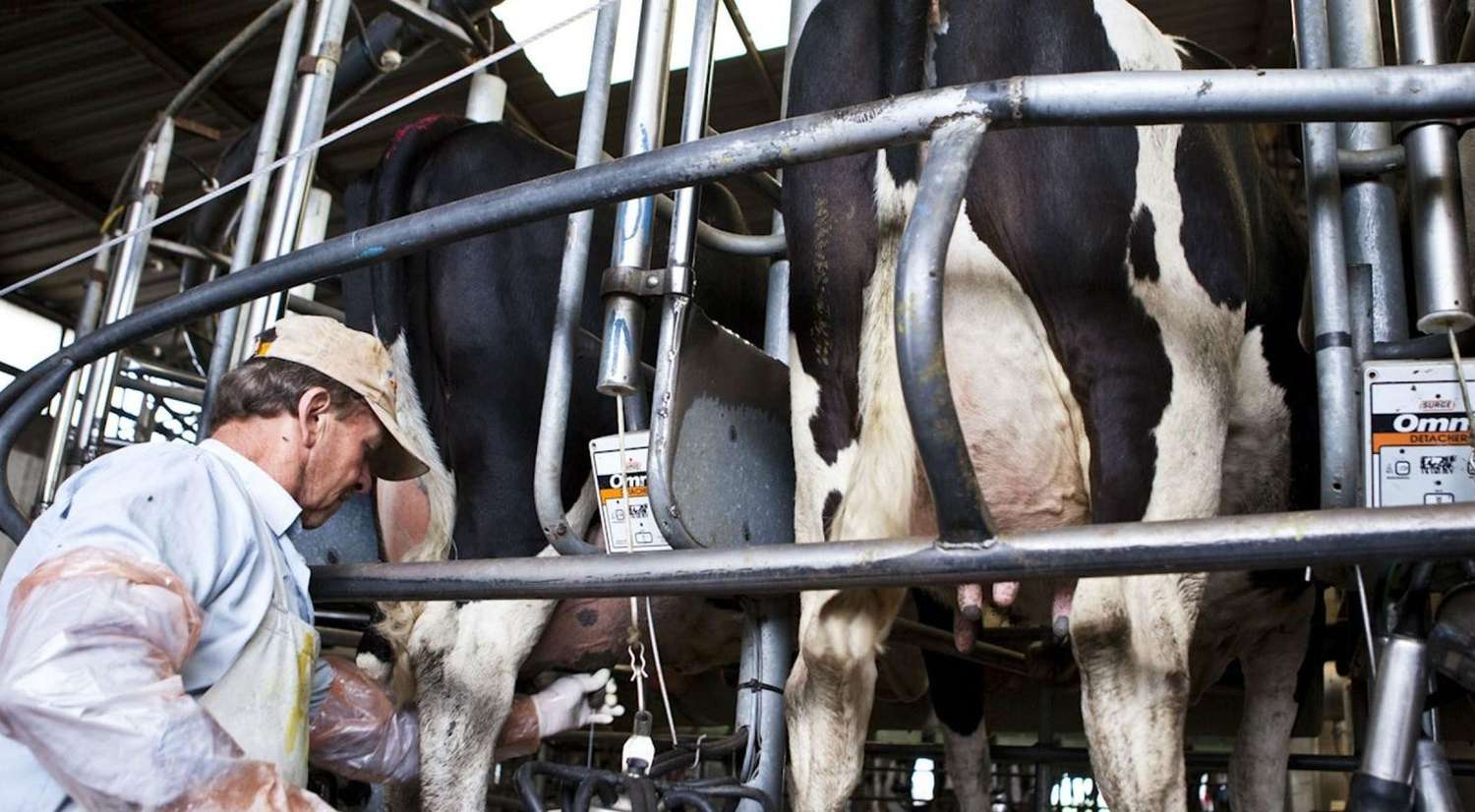 "El sector lácteo garantizó el equilibrio entre mercado interno y externo"