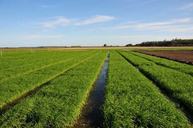 Ya se sembró el 70% del arroz y el total de la colza estimada en Entre Ríos en 2021/22