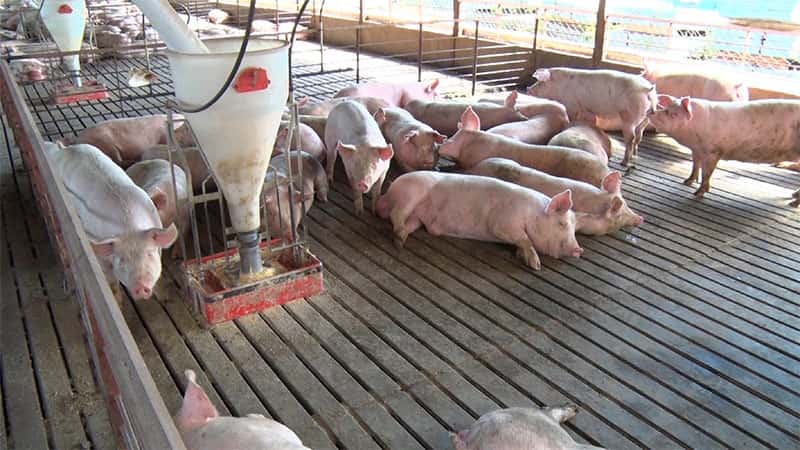 Declaran alerta sanitaria en todo el país por el virus de Peste Porcina Africana