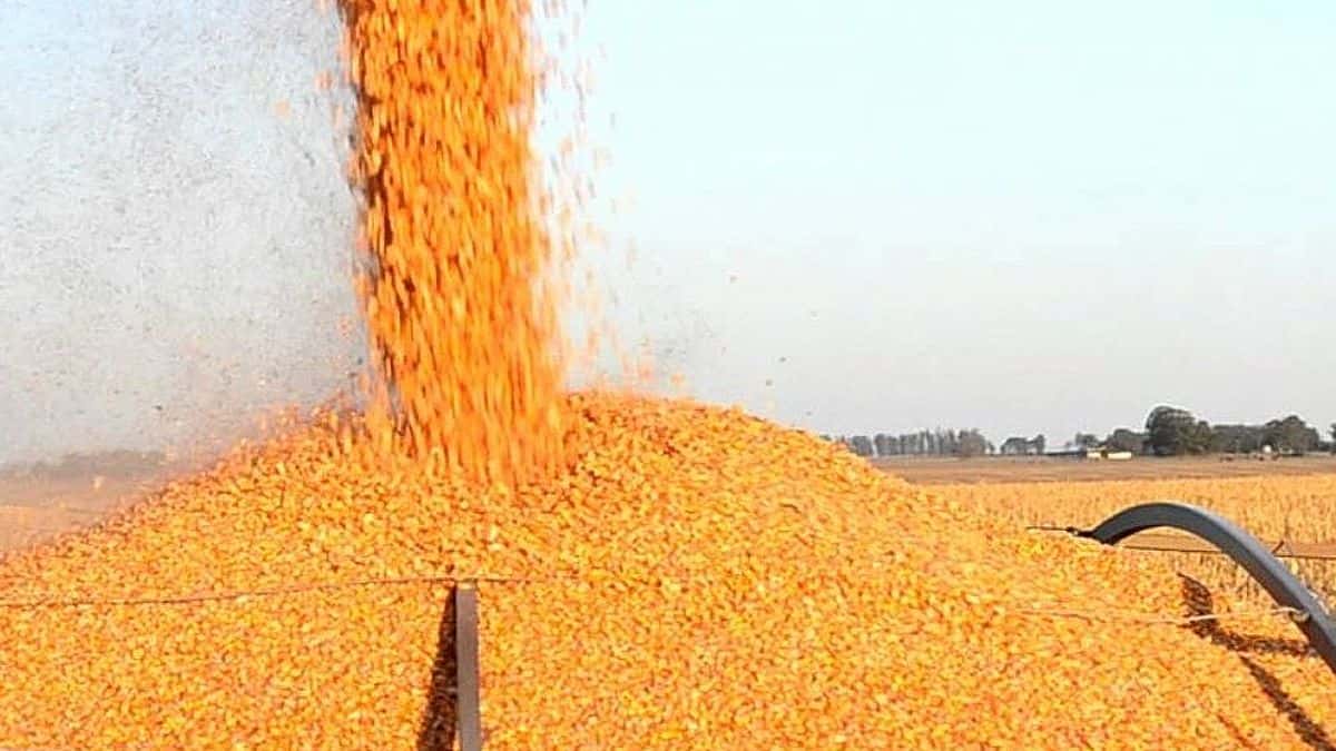 Brasil exporta 1 tonelada de carne por cada 5 toneladas de maíz