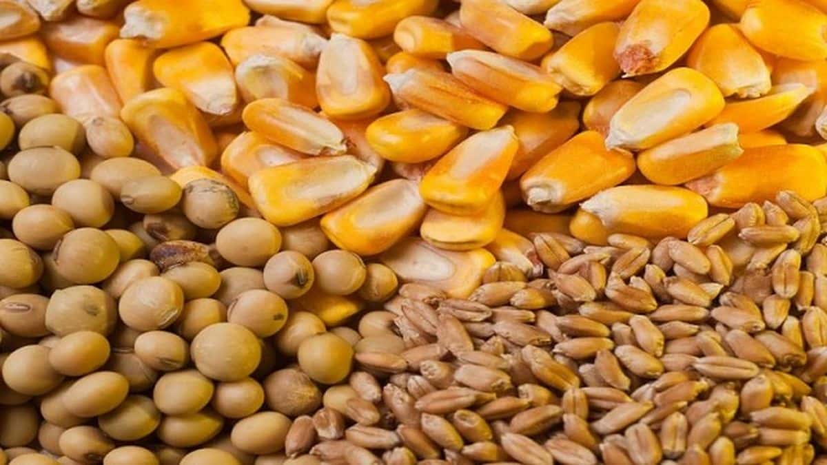 Gobierno ratifica que no subirá las retenciones a la soja, el trigo y el maíz