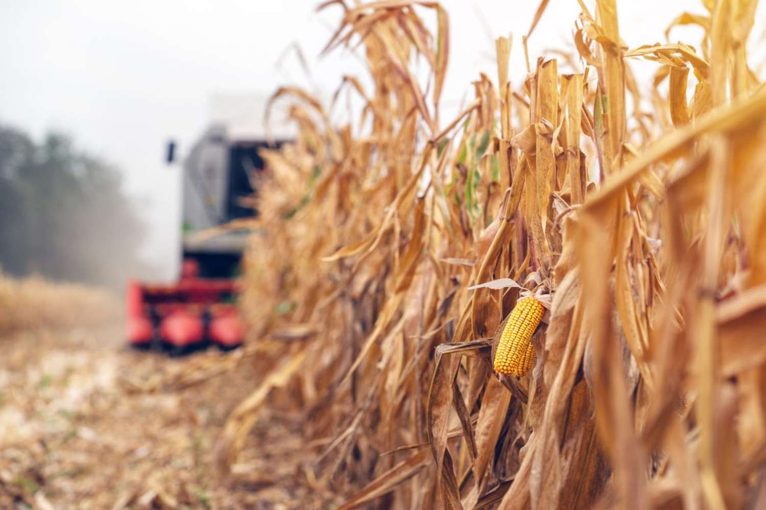 La producción de maíz no para de crecer