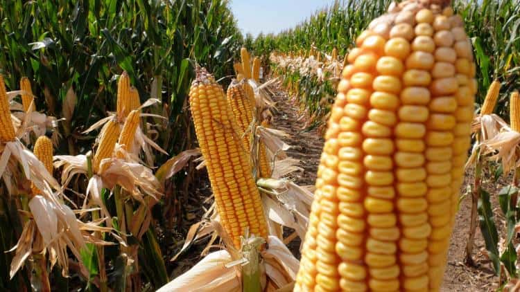 Entre Ríos: récord de siembra de maíz de primera
