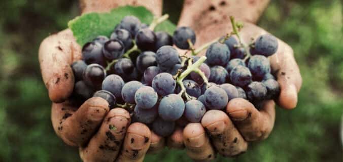 Crece en la Argentina la producción de vinos orgánicos y sustentables