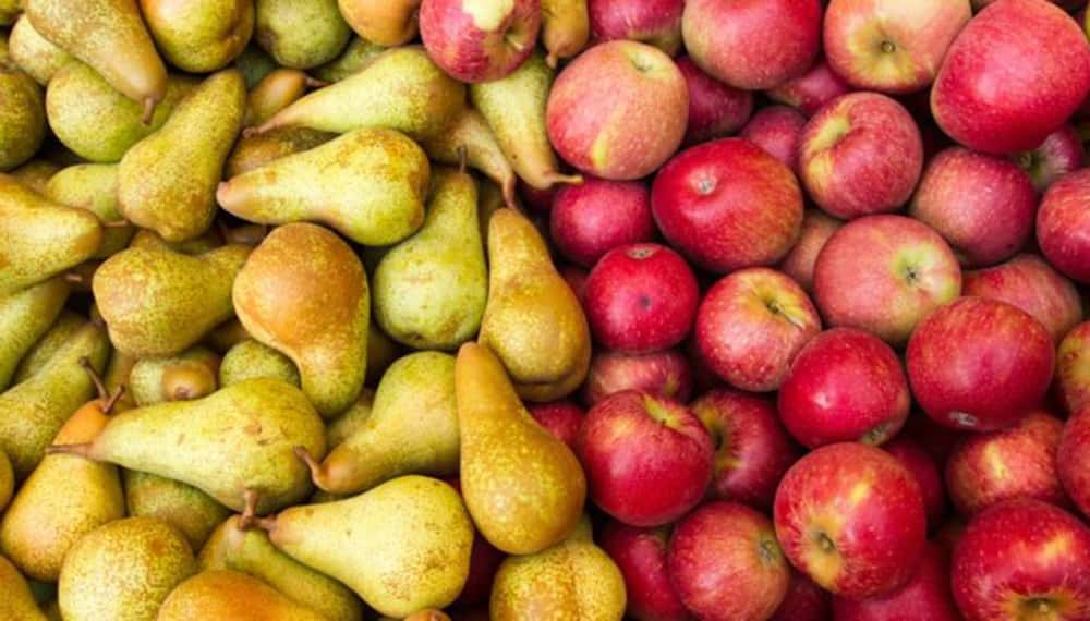 Fijan calendario de cosecha de manzanas y peras