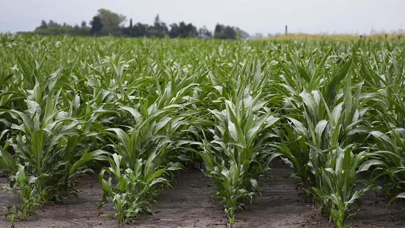 Calor y escasez de lluvias empeoraron considerablemente la condición del maíz