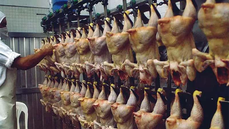 Trabajadores pidieron compensación económica y frigorífico ofreció siete pollos