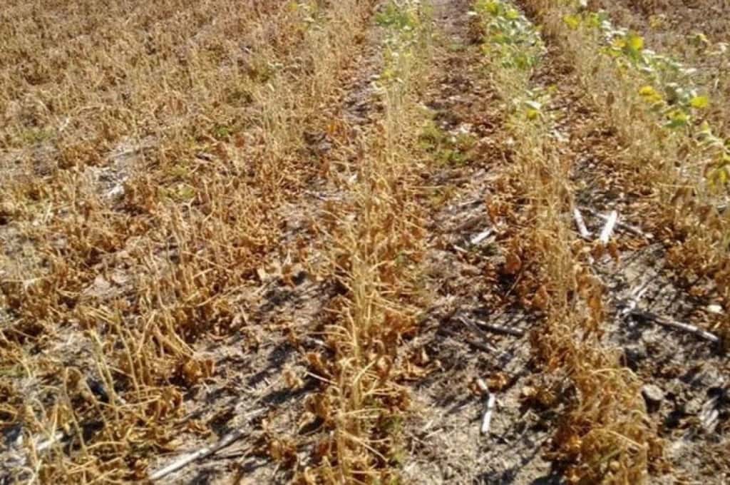 Entre Ríos declaró la emergencia agropecuaria debido a las sequías y las altas temperaturas