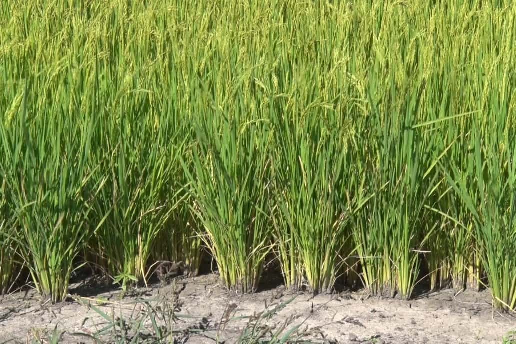 Científicos del Conicet descubren un arroz con 30% más proteínas
