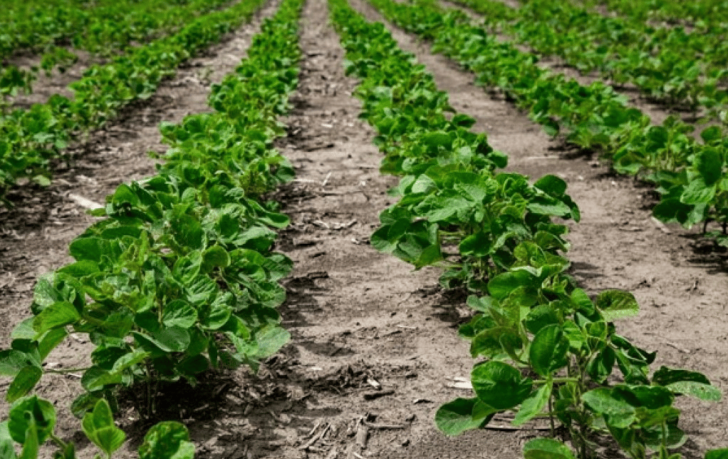 Soja : la peor cosecha en los últimos 23 años