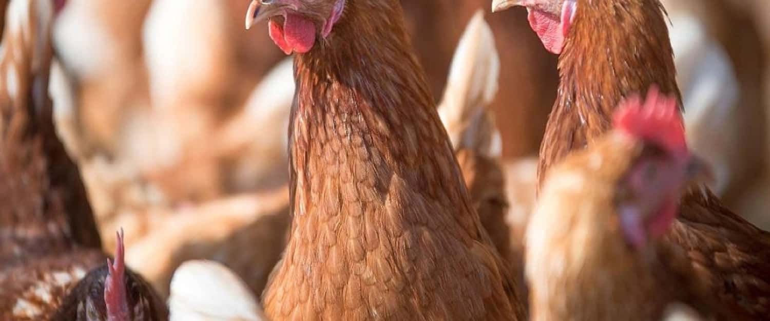La producción de huevos impacta de manera decisiva en la cadena de valor avícola de Entre Ríos