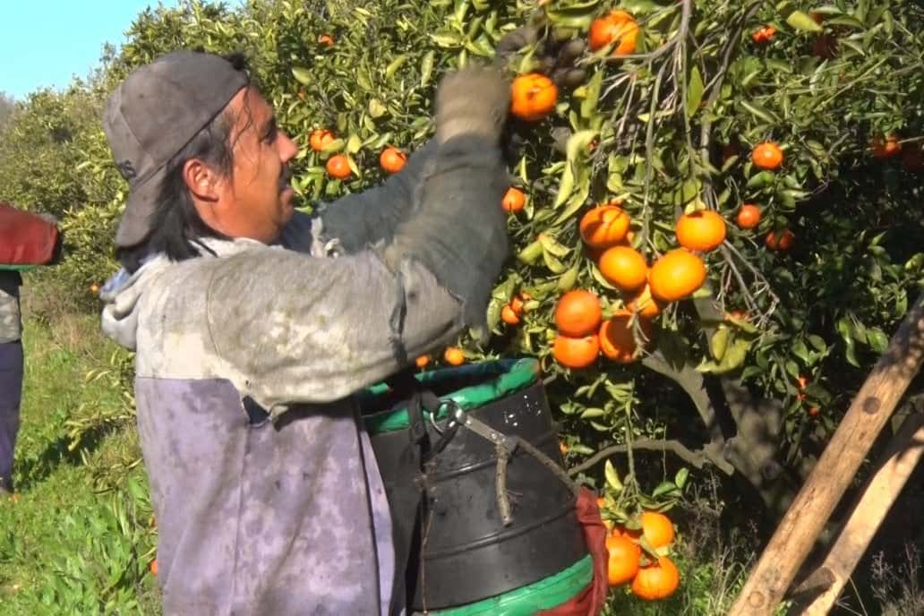 El citrus superó las 400.000 toneladas exportadas