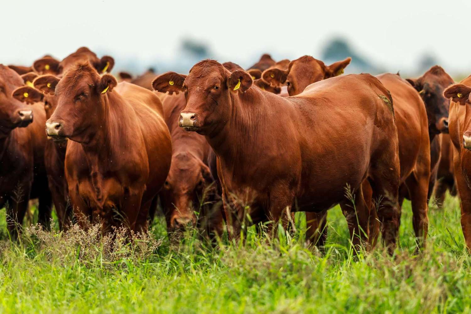 La escasez de hacienda presiona los precios de la carne