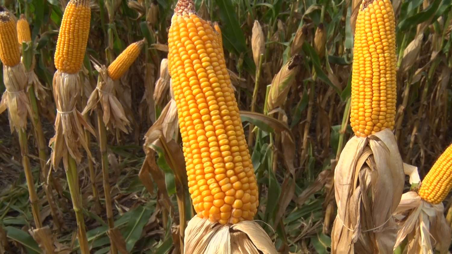 ¿Se viene el dólar maíz? Hay más grano por vender y el productor es culturalmente' más vendedor