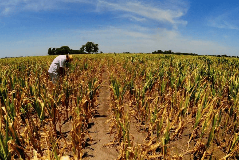 Sequía : se agrava la situación del campo