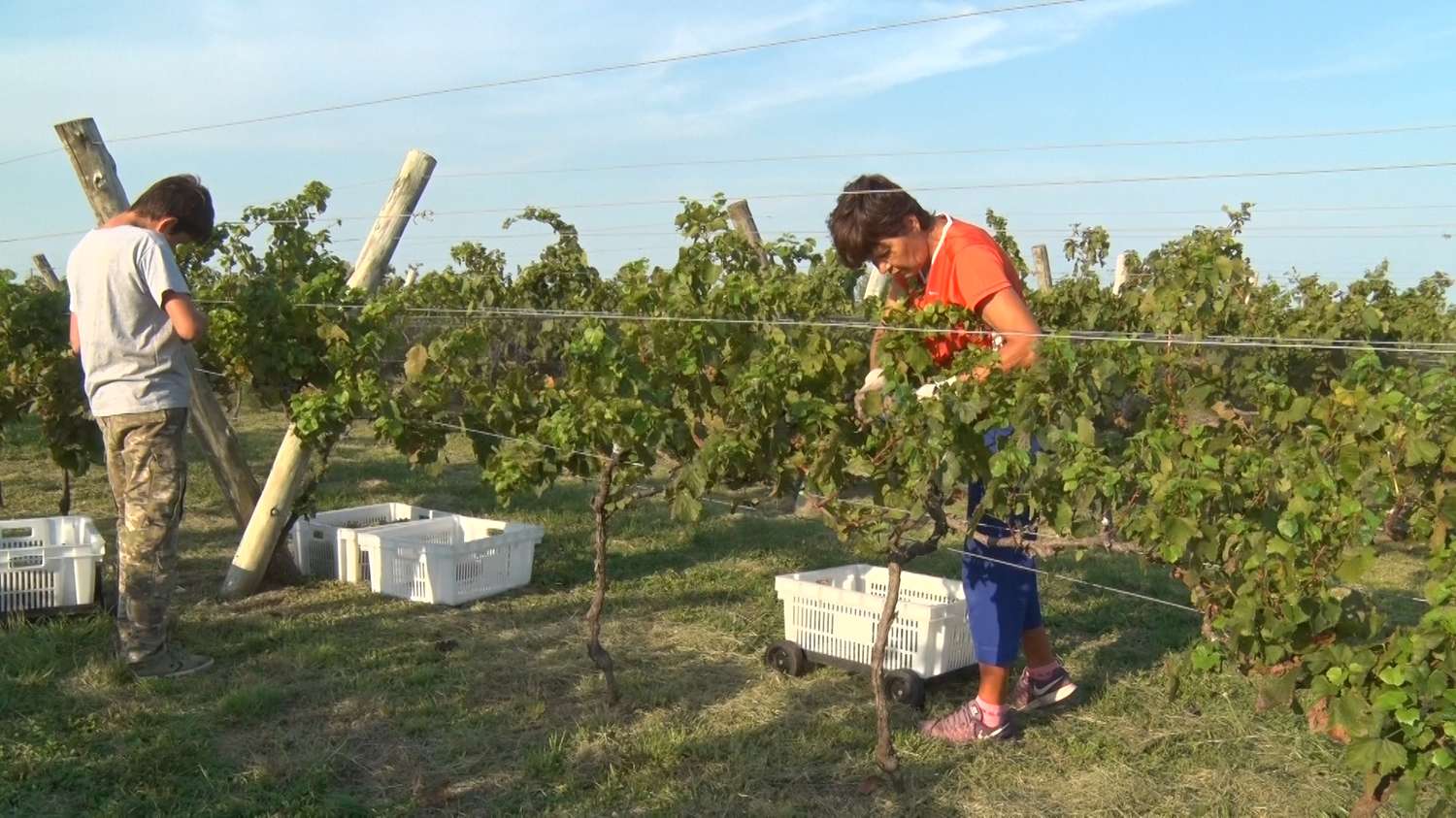 Puso primera la cosecha de las uvas entrerrianas modelo 2022