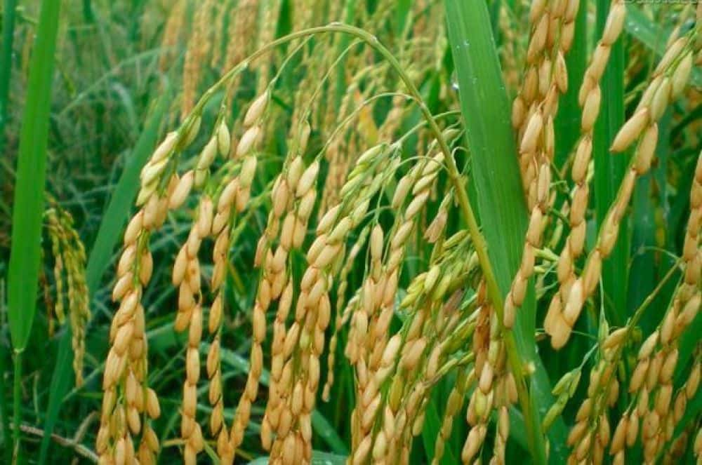 En Entre Ríos se cultivaron 10 mil hectáreas menos de arroz