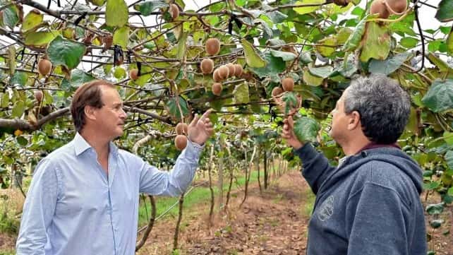 Bordet recorrió la primera cosecha de kiwis de Entre Ríos
