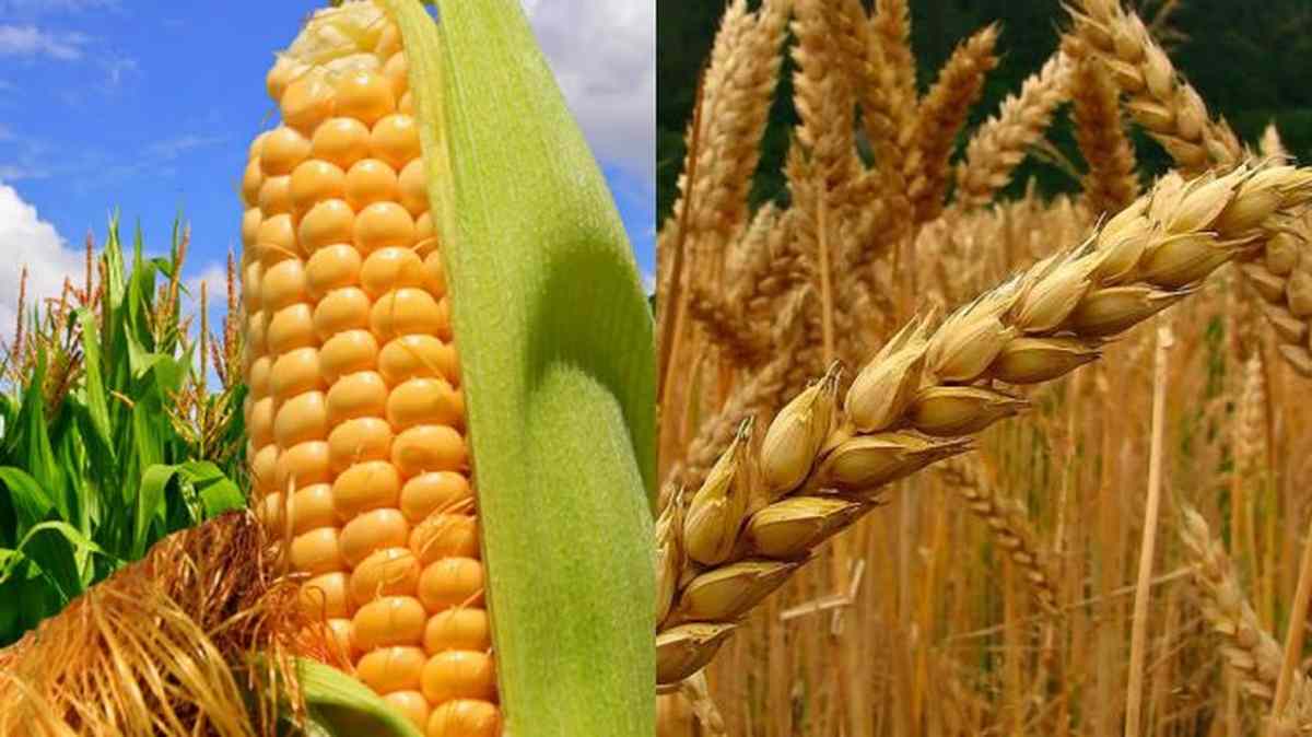 El maíz de primera cayó un 28% en Entre Ríos