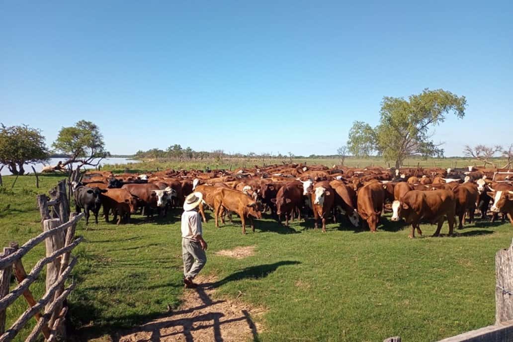 En 15 provincias investigan el impacto de la miasis en el ganado
