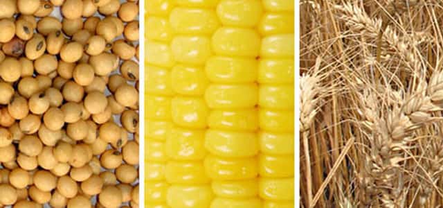 La soja subió y superó los u$s600: también aumentó el maíz, pero cayó el trigo