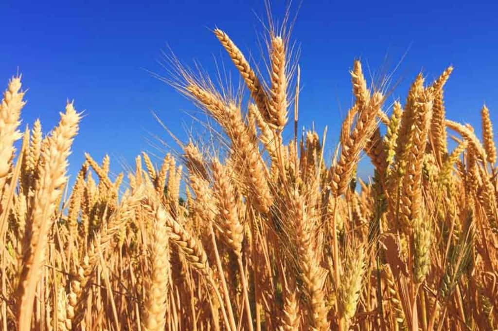 La producción entrerriana de trigo creció un 12 % en el ciclo 2023/2024