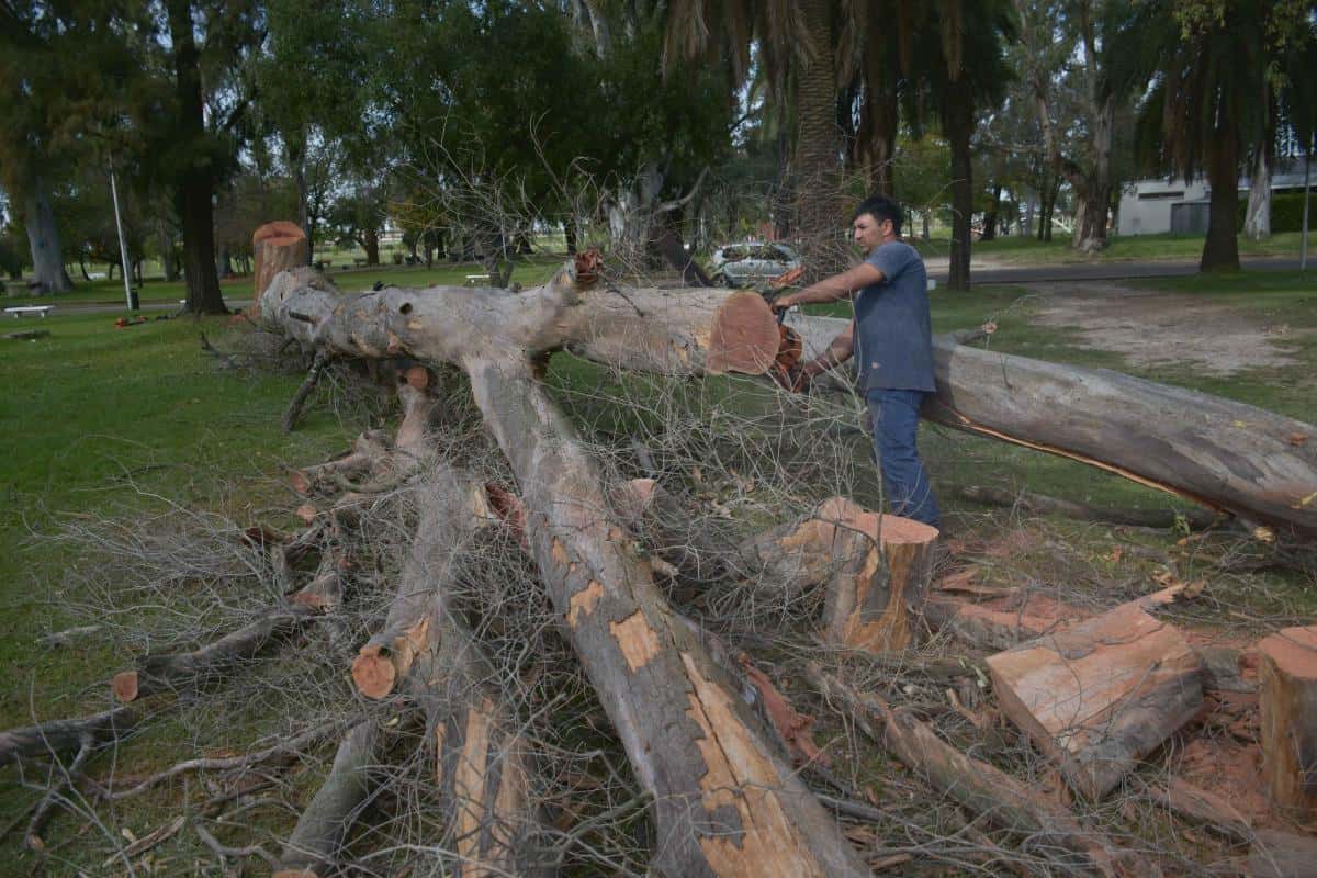 Parque Quintana: por precaución cortan árboles añejos