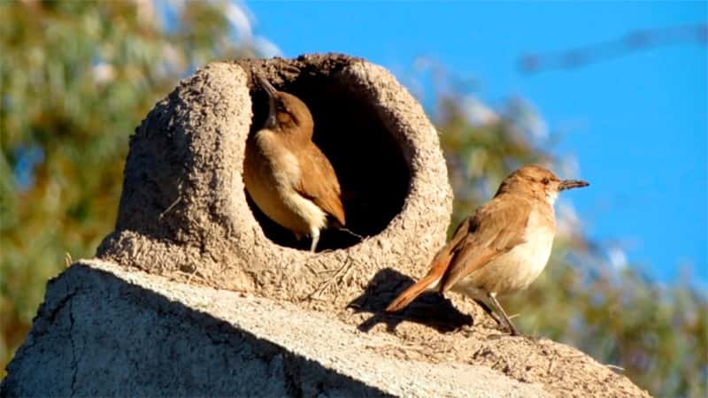 Develan una rareza sobre la arquitectura de los nidos de los horneros
