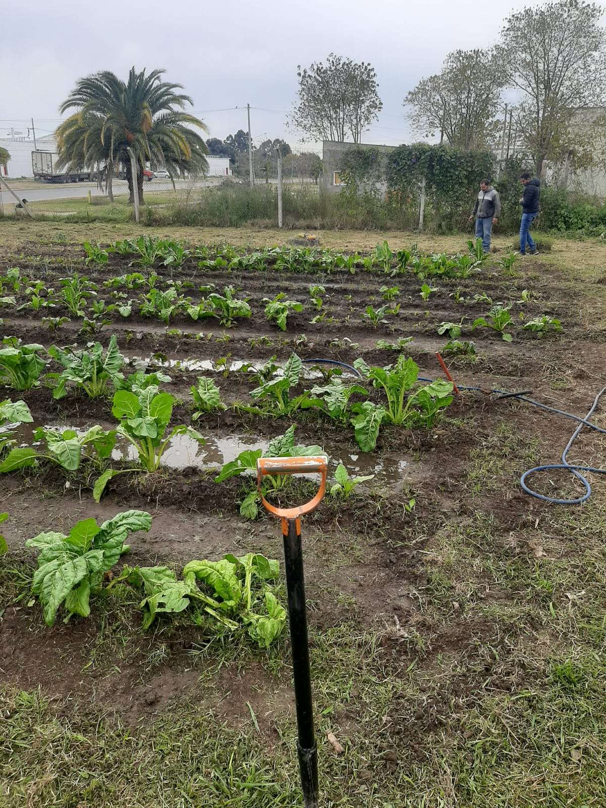 Continúa desarrollándose la Huerta Agroecológica