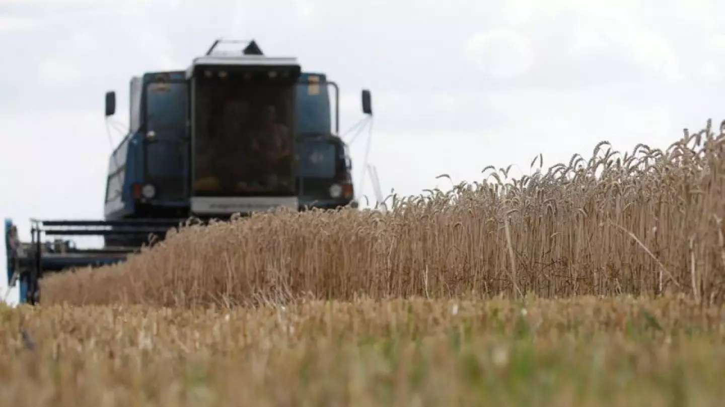 Ucrania cosecha 3,6 millones de toneladas de granos, dice ministerio de agricultura